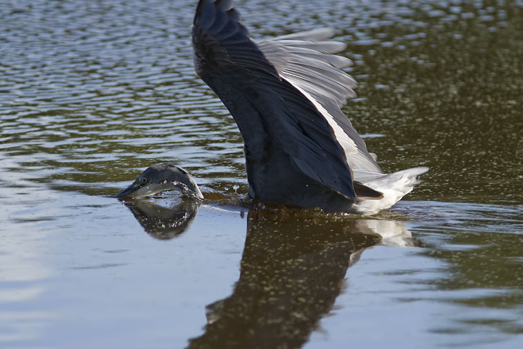 Blauwereiger180907